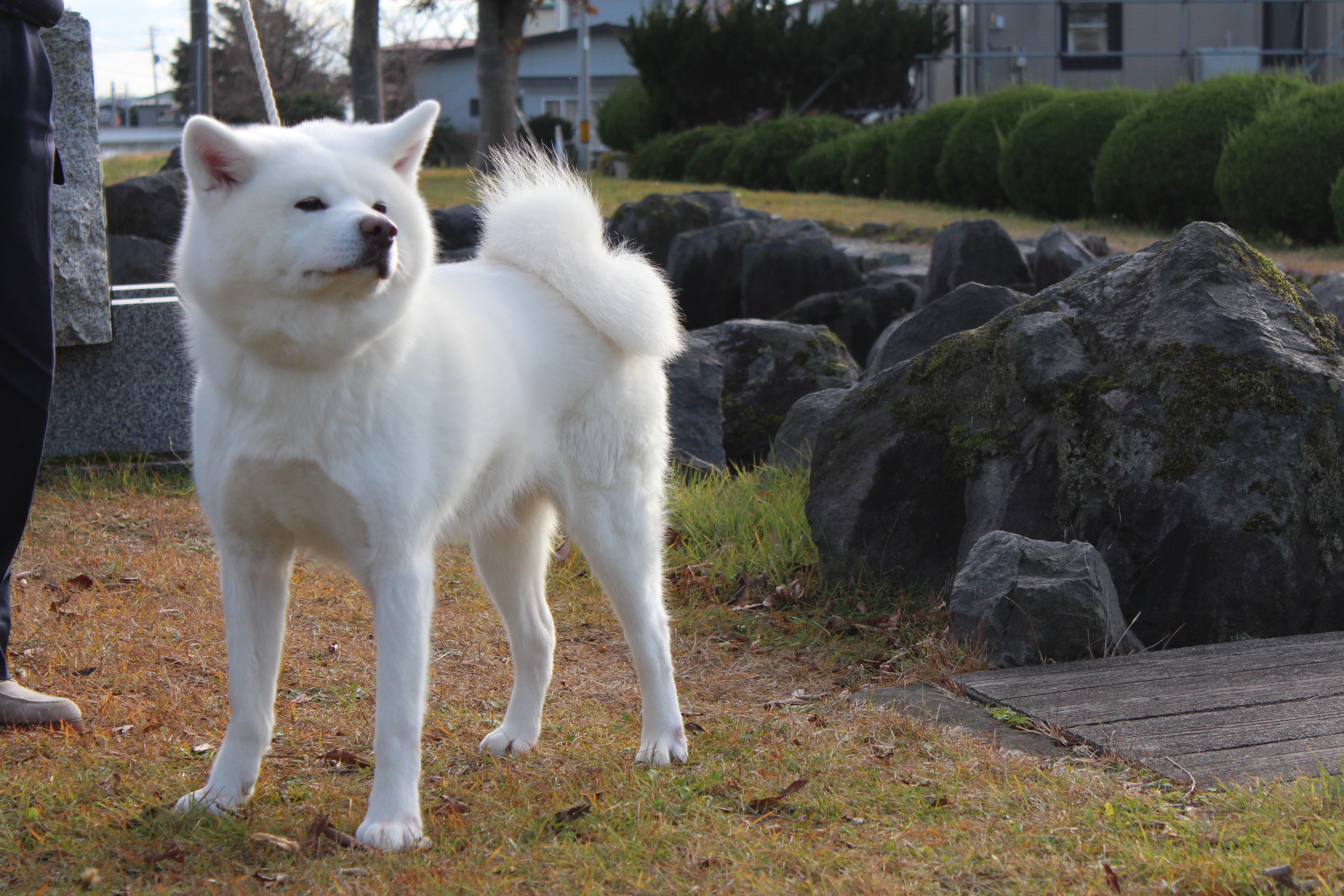 秋田犬ふれあい処in千秋公園 秋田市観光 イベント情報総合サイト アキタッチ プラス