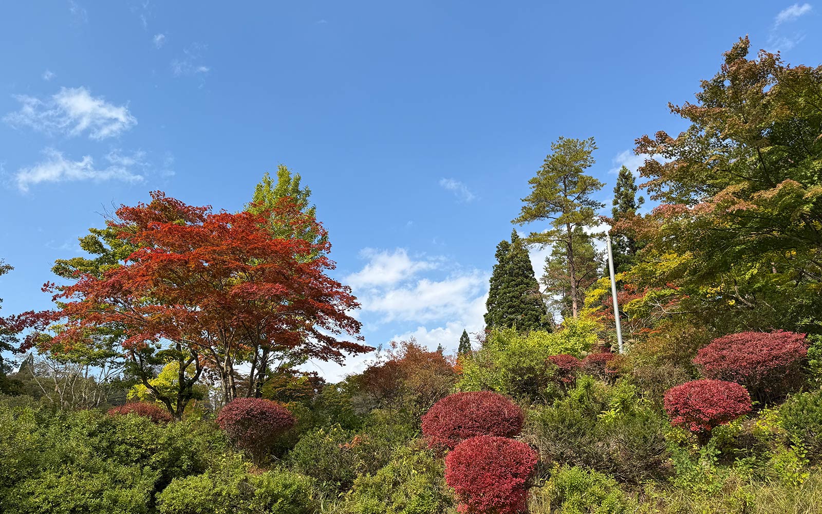 本館の周りを軽く散策するだけでも自然にふれあえる