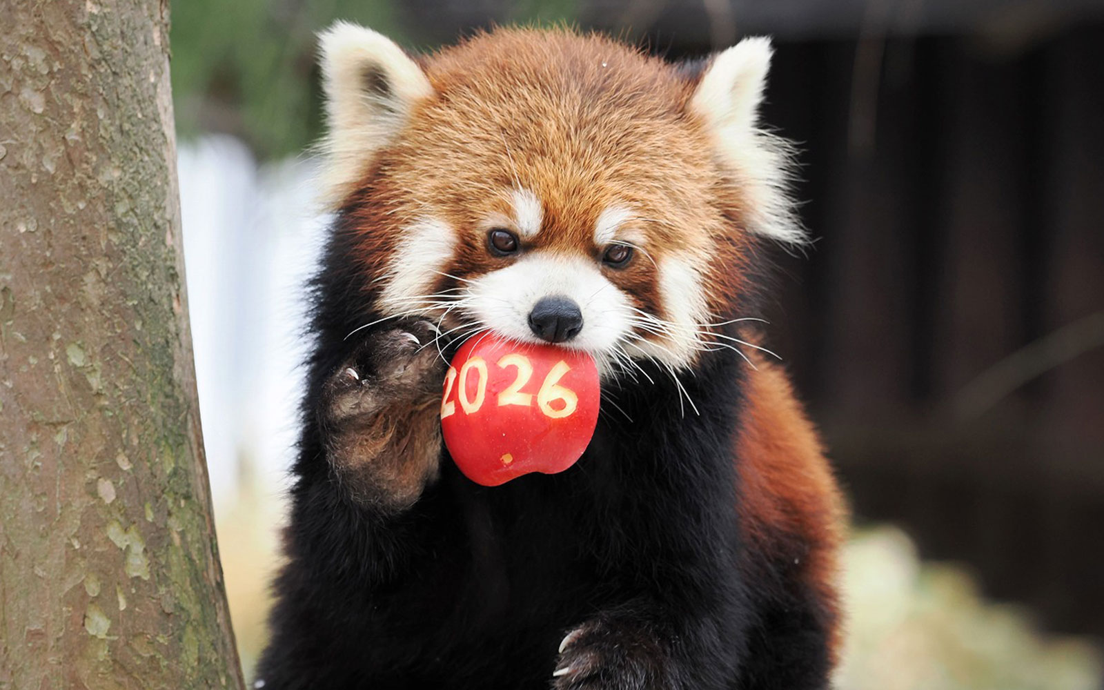 レッサーパンダ2026