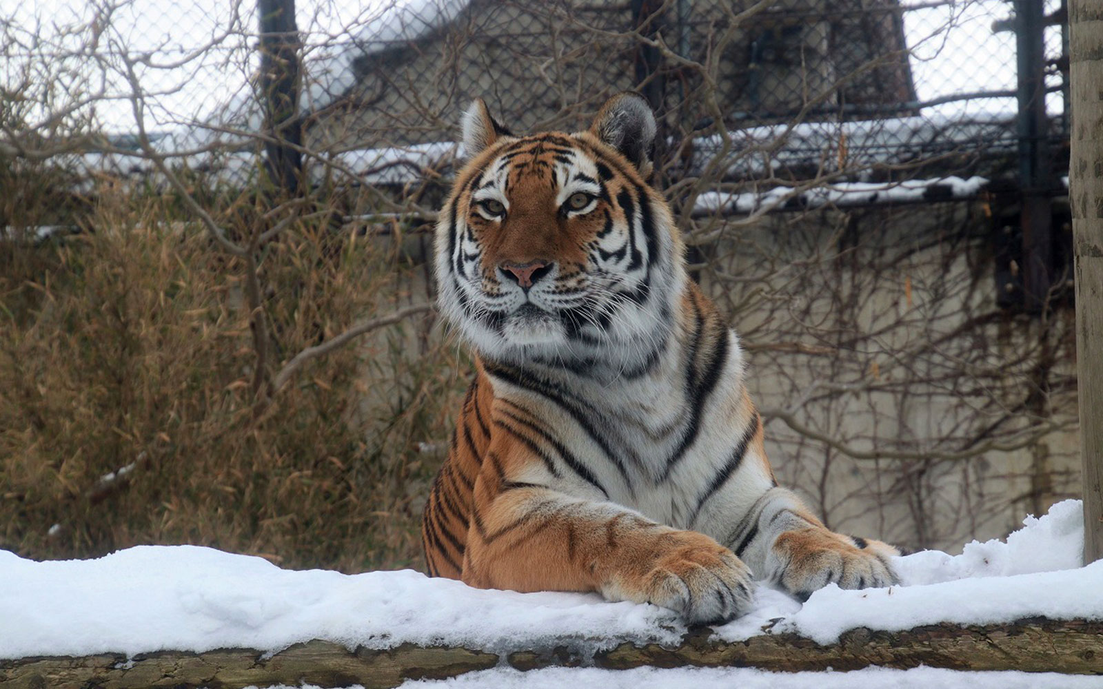 「王者の森」のアムールトラ