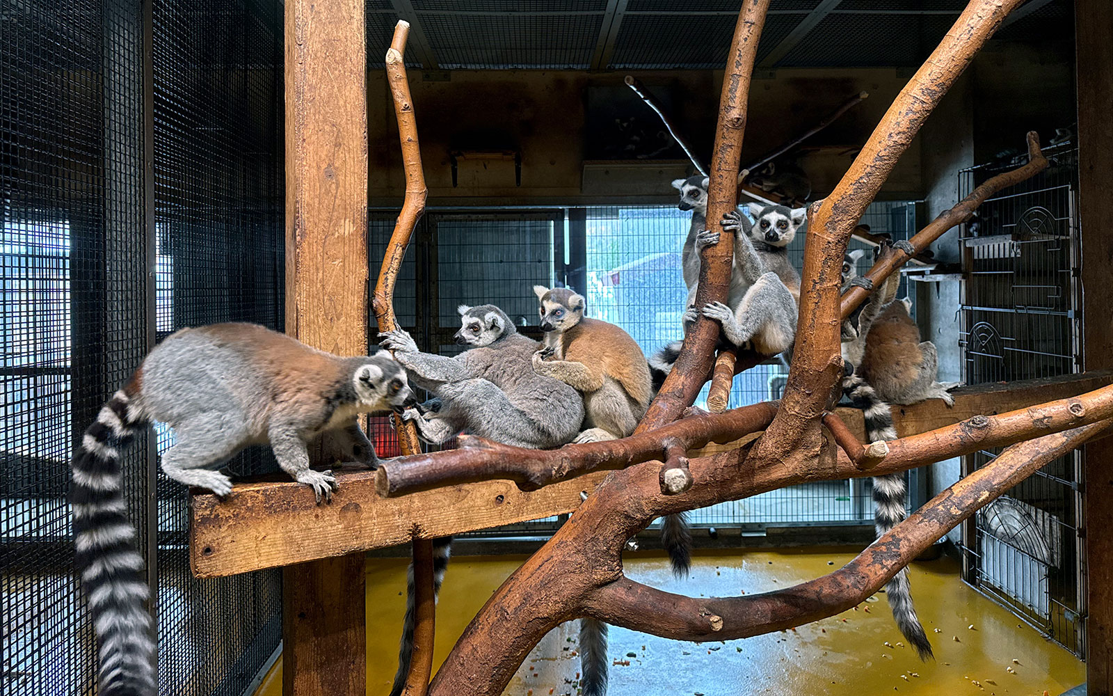 サル舎「天空の楽猿」