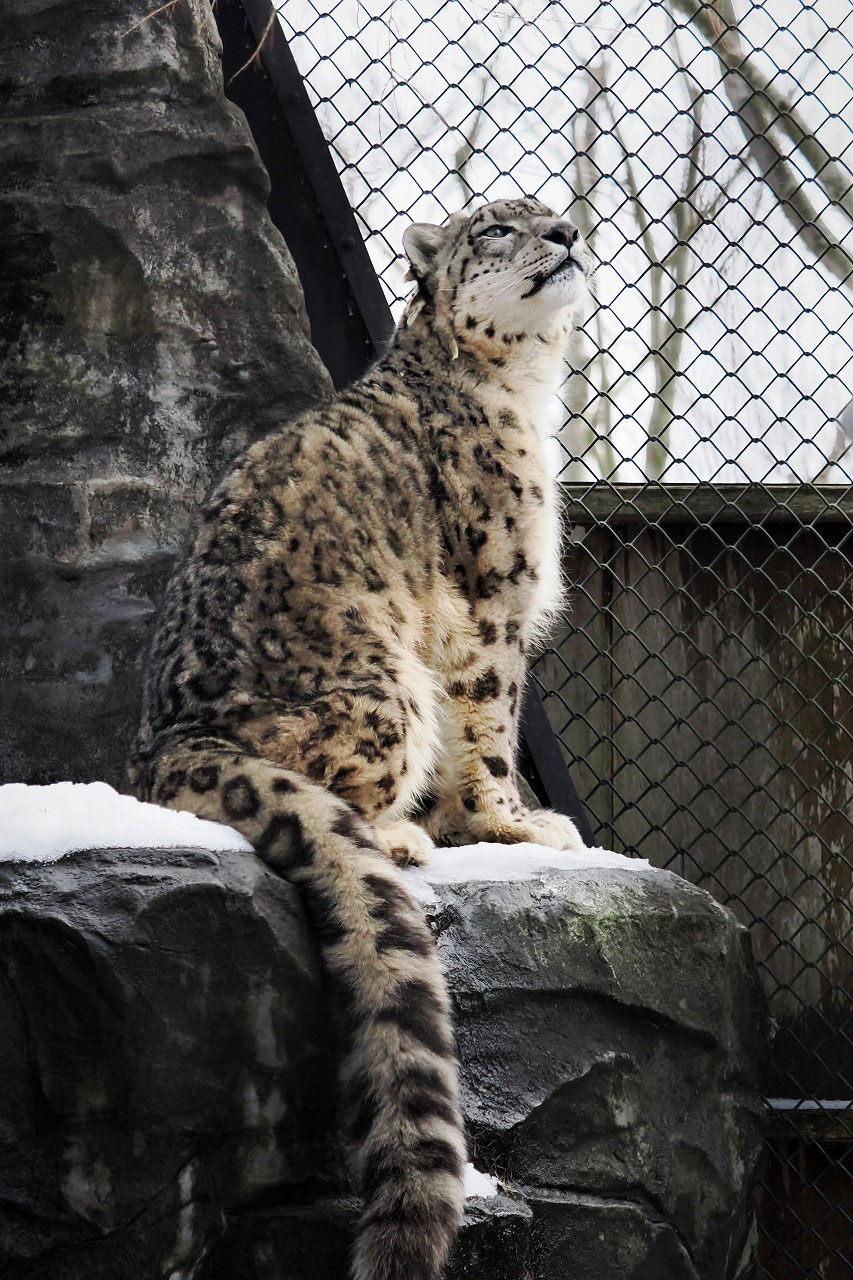 ユキヒョウは冬でも元気！