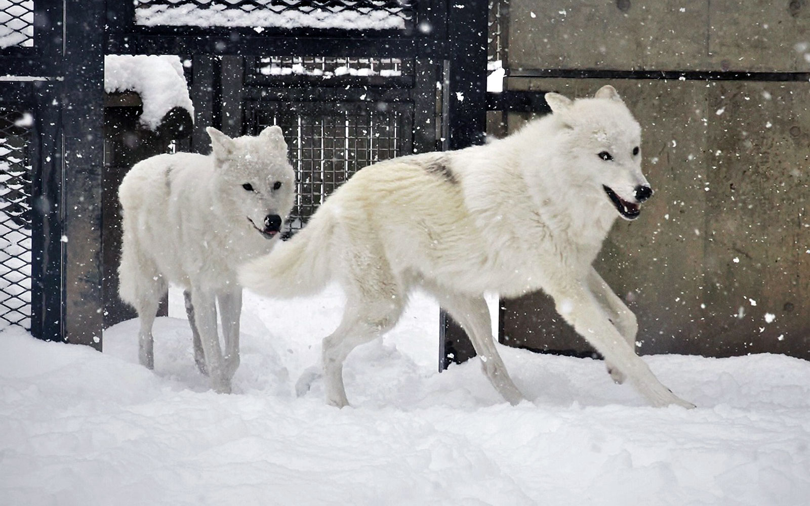 真っ白なホッキョクオオカミ