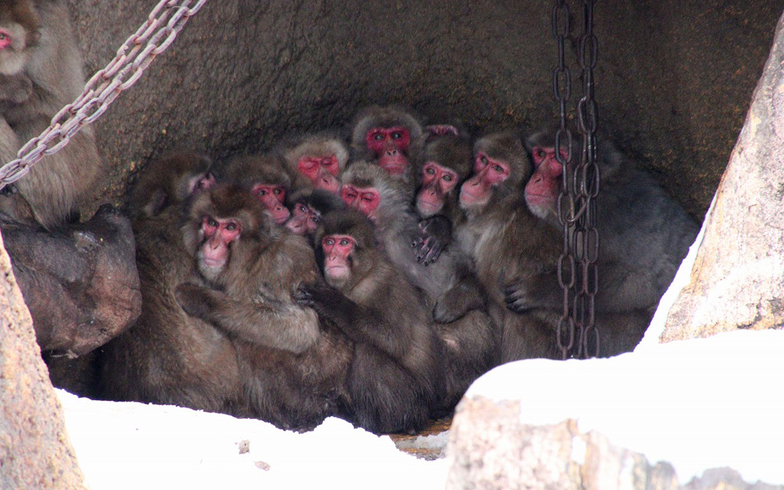 サル山の冬名物「サル団子」