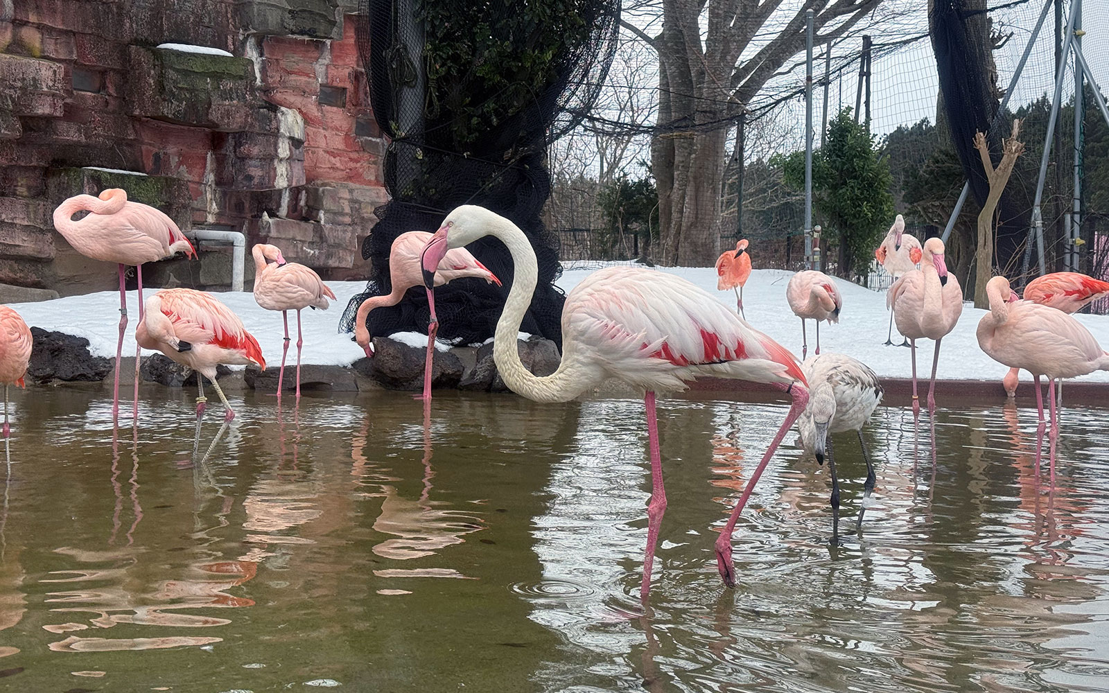 雪景色に映える鮮やかなフラミンゴたち
