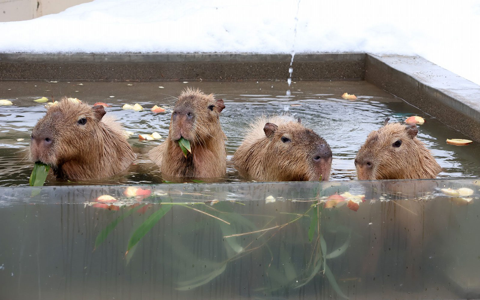 いい湯だな~♪「カピバラの湯っこ」