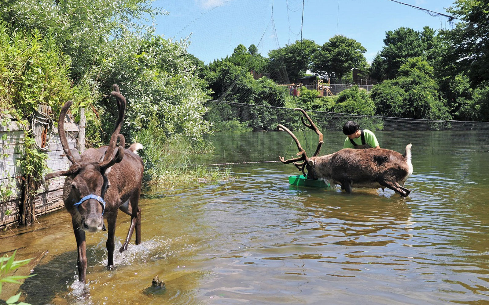 夏のトナカイの放牧・遊泳