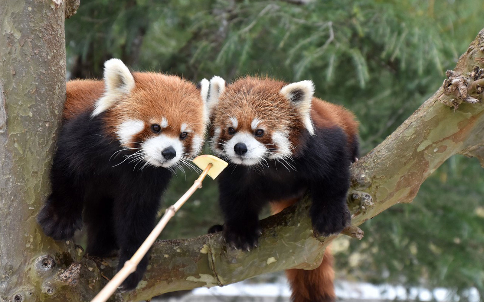 仲睦まじいレッサーパンダのまんまタイム