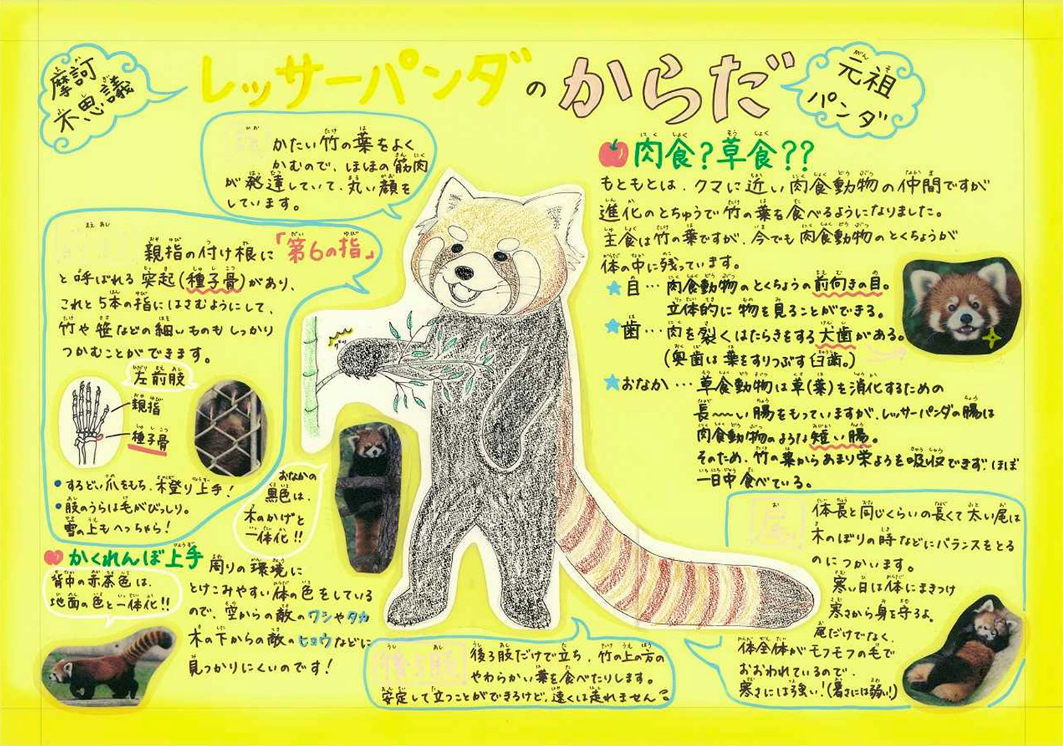 レッサーパンダ