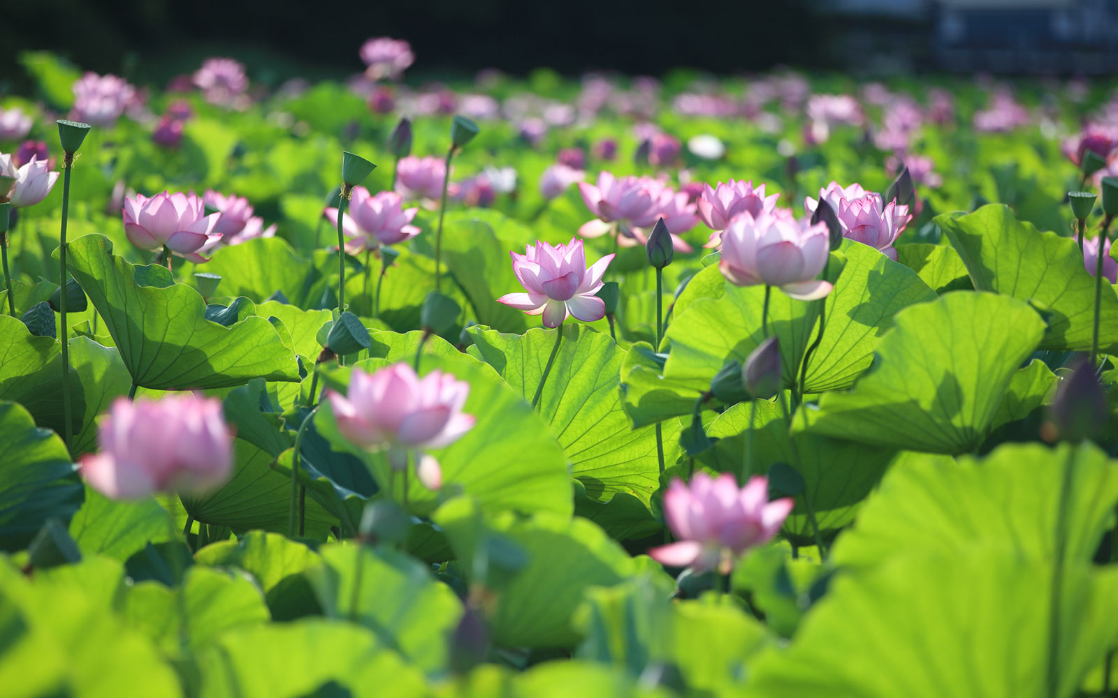 千秋公園　お堀